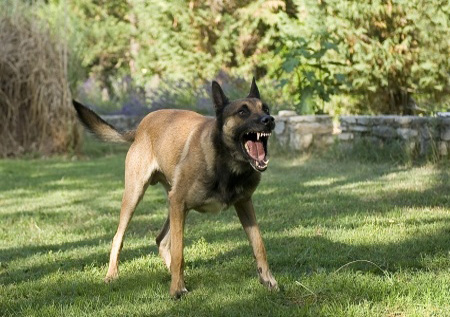 aggressive dog behavior modification fort lauderdale dog trainer