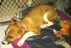 Ruby: A Traumatized Puppy Completely Shut Down