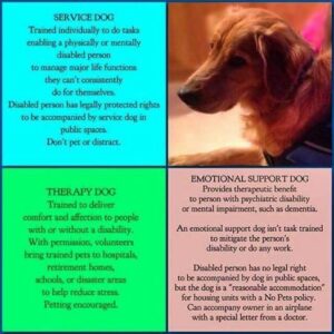 Service Dogs Emotional Support Dogs