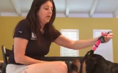 Teaching Your Dog to Leash Up With a Harness or Leash: Video