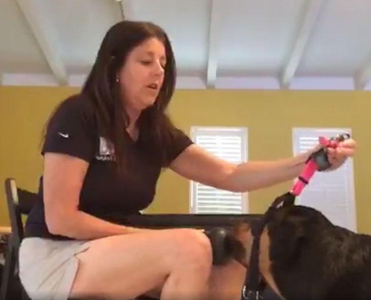 Teaching Your Dog to Leash Up With a Harness or Leash: Video