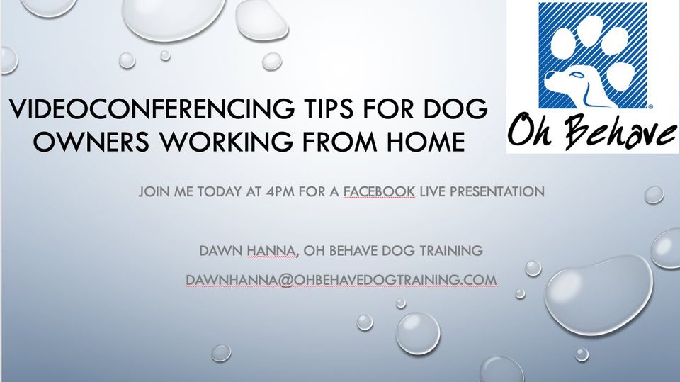 Videoconferencing Tips for Dog Owners
