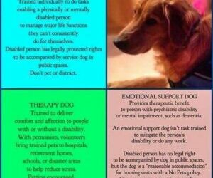 4 Things You Should Know Before Getting an Emotional Support Dog